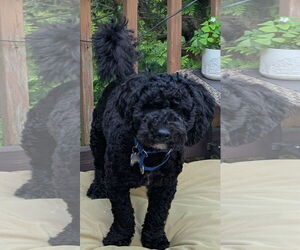 Bichon Frise-Unknown Mix Dogs for adoption in Newfoundland, PA, USA