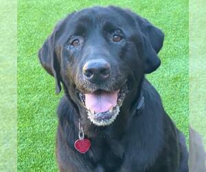 Labrador Retriever-Unknown Mix Dogs for adoption in San Diego, CA, USA