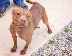 American Staffordshire Terrier Dogs for adoption in Wolfeboro, NH, USA