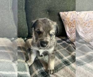 Border Collie-Huskies  Mix Dogs for adoption in Princeton, MN, USA