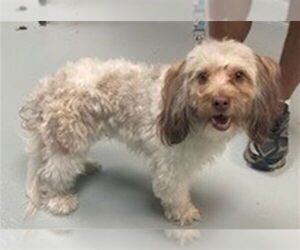 Medium Photo #1 Poodle (Miniature) Puppy For Sale in St. Cloud, FL, USA
