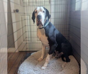 Daniff Dogs for adoption in Vail, AZ, USA