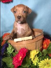 Medium Photo #1 American Pit Bull Terrier-Unknown Mix Puppy For Sale in New Port Richey, FL, USA