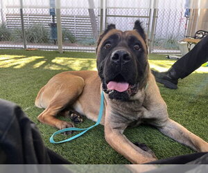 Mastiff-Unknown Mix Dogs for adoption in Corona, CA, USA