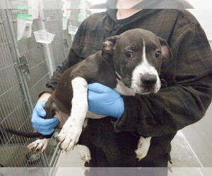 Mutt Dogs for adoption in Oroville, CA, USA