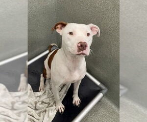 Mutt Dogs for adoption in Lee's Summit, MO, USA