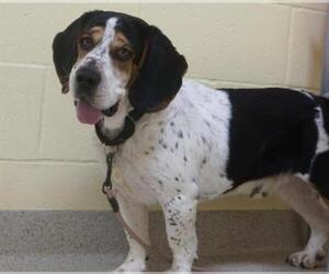 Bagle Hound Dogs for adoption in Dedham, MA, USA