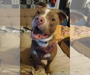 American Pit Bull Terrier Dogs for adoption in Gilberts, IL, USA