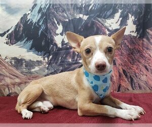 Medium Photo #1 Chihuahua Puppy For Sale in Bakersfield, CA, USA