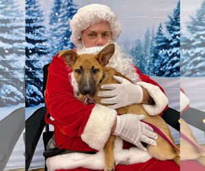 German Shepherd Dog-Unknown Mix Dogs for adoption in GILBERTS, IL, USA