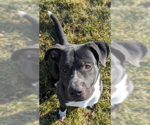 Mutt Dogs for adoption in Ogden, UT, USA