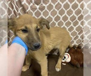German Shepherd Dog-Unknown Mix Dogs for adoption in Modesto, CA, USA