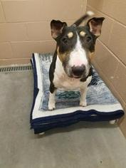 Bull Terrier Dogs for adoption in St Helens, OR, USA