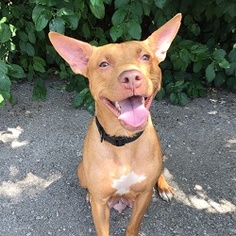 Vizsla Dogs for adoption in Pickering, , USA