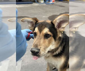 German Shepherd Dog-Unknown Mix Dogs for adoption in Las Vegas, NV, USA