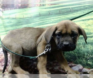 Mastiff-Unknown Mix Dogs for adoption in Moreno Valley, CA, USA