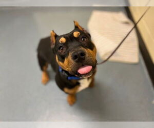 Staffordshire Bull Terrier Dogs for adoption in Denver, CO, USA