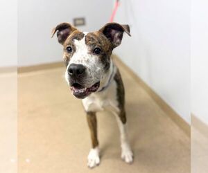 Mutt Dogs for adoption in Aurora, CO, USA