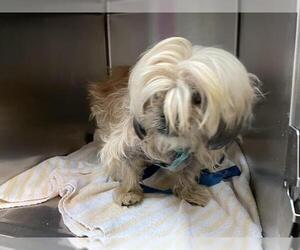 Parson Russell Terrier-Shih Tzu Mix Dogs for adoption in Pasadena, CA, USA