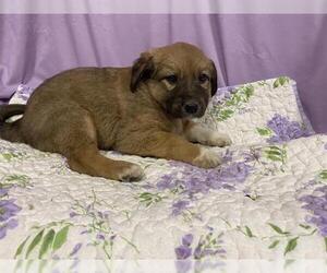 Anatolian Shepherd-Unknown Mix Dogs for adoption in Modesto, CA, USA