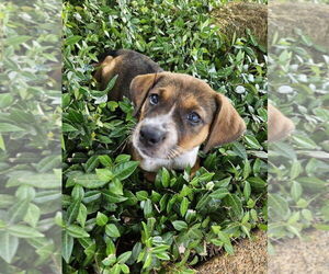 Bluetick Coonhound Dogs for adoption in FRAMINGHAM, MA, USA