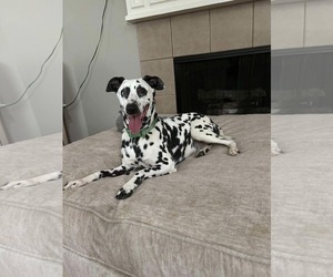 Dalmatian-Unknown Mix Dogs for adoption in Dallas, TX, USA