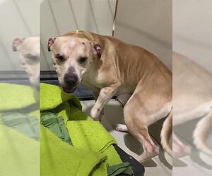 American Pit Bull Terrier Dogs for adoption in Bakersfield, CA, USA