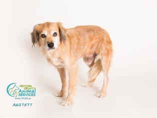 Cocker Spaniel Dogs for adoption in Camarillo, CA, USA