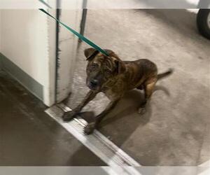 American Pit Bull Terrier Dogs for adoption in Houston, TX, USA