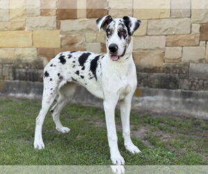 Catahoula Leopard Dog-Unknown Mix Dogs for adoption in PIPE CREEK, TX, USA