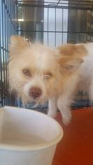 Maltipom Dogs for adoption in Porter Ranch, CA, USA