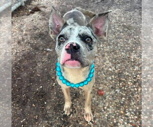 American Pit Bull Terrier-Unknown Mix Dogs for adoption in Lakewood, CO, USA