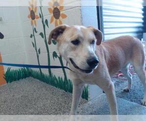 Labrador Retriever Dogs for adoption in San Bernardino, CA, USA