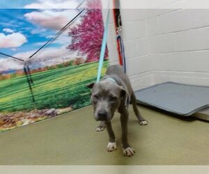 American Pit Bull Terrier-Unknown Mix Dogs for adoption in Moreno Valley, CA, USA