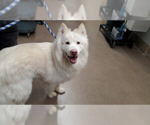 Siberian Husky Dogs for adoption in Aurora, IL, USA