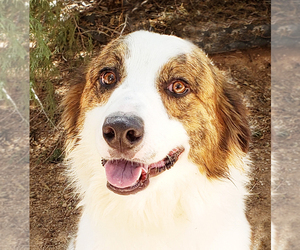 Australian Shepherd Dogs for adoption in Albuquerque, NM, USA