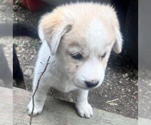 Huskies -Unknown Mix Dogs for adoption in San Antonio, TX, USA