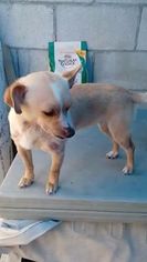 Chihuahua Dogs for adoption in Imperial Beach, CA, USA