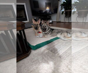 German Shepherd Dog Dogs for adoption in New Hill, NC, USA