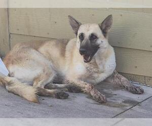 German Shepherd Dog-Unknown Mix Dogs for adoption in San Antonio, TX, USA