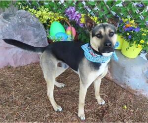 German Shepherd Dog-Unknown Mix Dogs for adoption in Oklahoma City, OK, USA