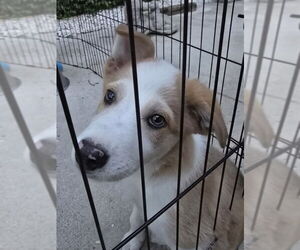 Border-Aussie Dogs for adoption in House Springs, MO, USA