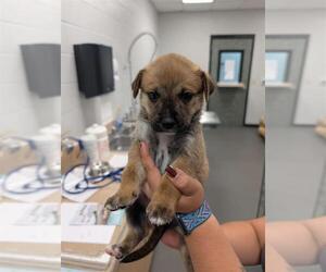 German Shepherd Dog-Unknown Mix Dogs for adoption in Corpus Christi, TX, USA