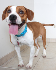 Bogle Dogs for adoption in Eden Prairie, MN, USA
