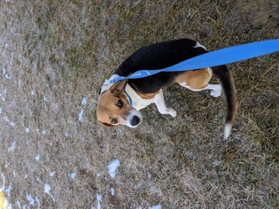 Beagle Dogs for adoption in Standish, MI, USA