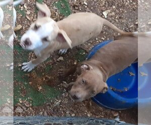 American Staffordshire Terrier Dogs for adoption in Tonopah, AZ, USA