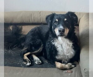 Australian Shepherd Dogs for adoption in Tabernash, CO, USA