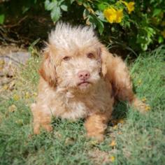 Poodle (Miniature) Dogs for adoption in Fredericksburg, TX, USA