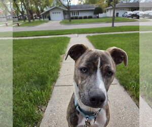 Mutt Dogs for adoption in Fargo, ND, USA