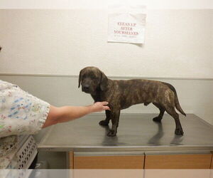 Dachshund-Unknown Mix Dogs for adoption in Oroville, CA, USA